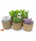 succulents