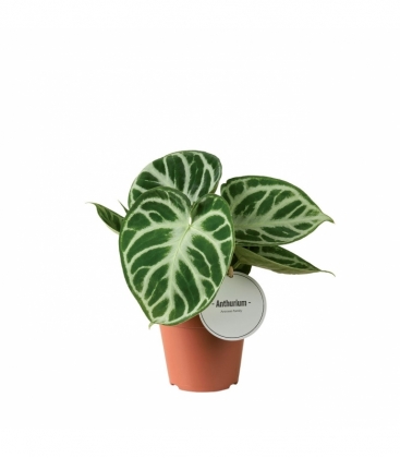Anthurium