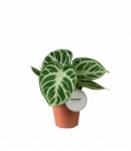 Anthurium