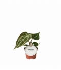 Anthurium