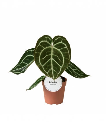 Anthurium