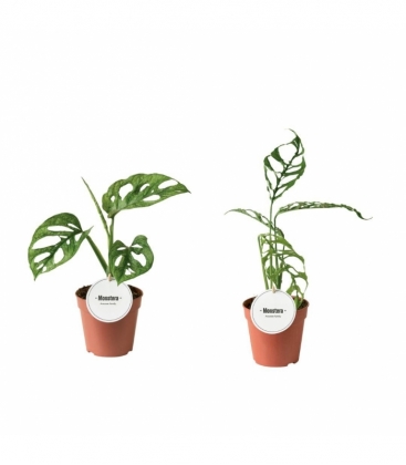 Monstera