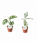 Monstera