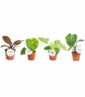 Philodendron