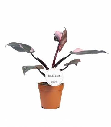 Philodendron