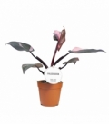 Philodendron