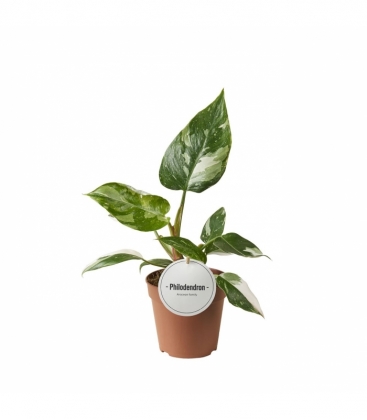 Philodendron