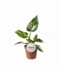 Philodendron