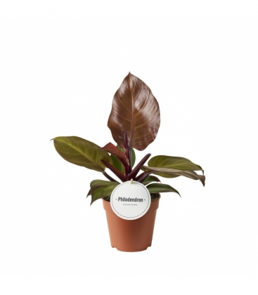 Philodendron
