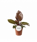 Philodendron