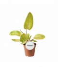 Philodendron