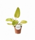 Philodendron