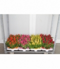 Celosia