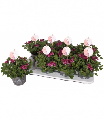 Pelargonium