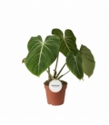 Philodendron