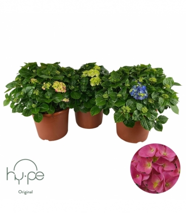 Hydrangea