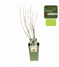 Ribes
