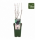 Ribes