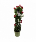 Mandevilla