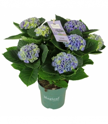 Hydrangea