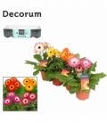 Gerbera