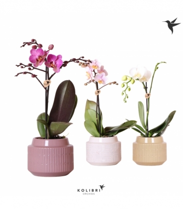 Phalaenopsis
