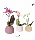 Phalaenopsis