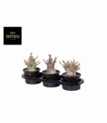 Adenium