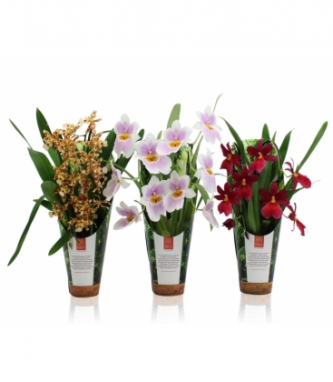 OrchideeÃ«n