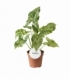 Syngonium