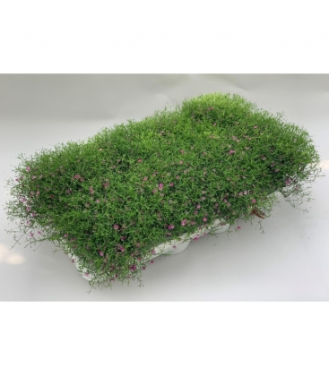 Gypsophila