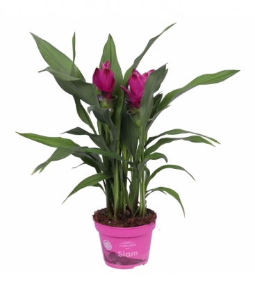 Curcuma