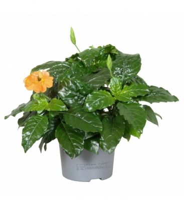 Crossandra
