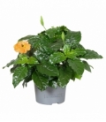 Crossandra