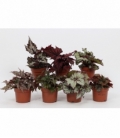 Begonia