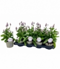 Ptilotus
