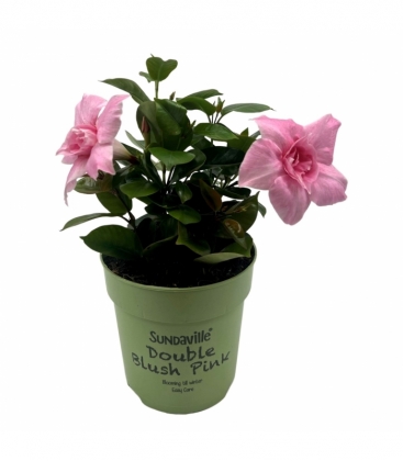 Mandevilla