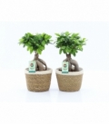 Ficus