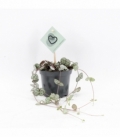 Ceropegia