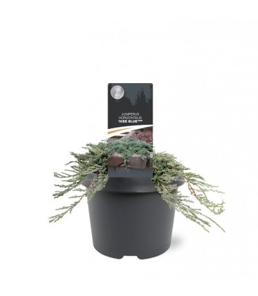 Juniperus
