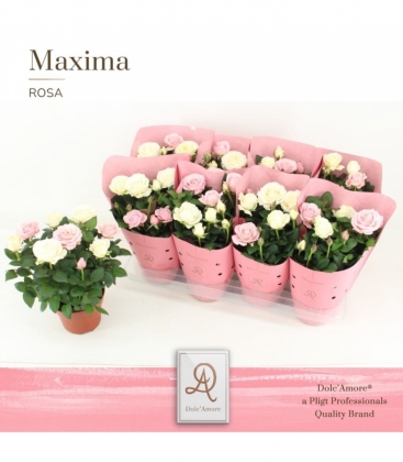 Rosa