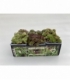 Sempervivum
