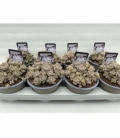 Orostachys