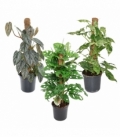 Epipremnum
