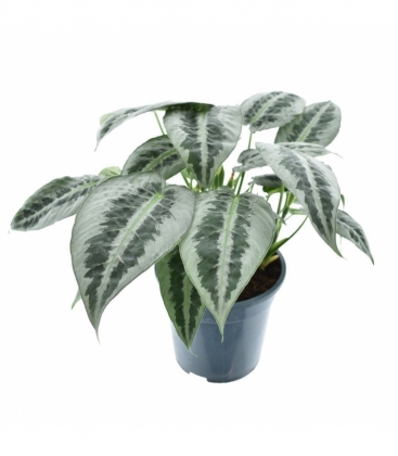 Schismatoglottis
