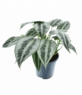 Schismatoglottis