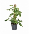 Syngonium