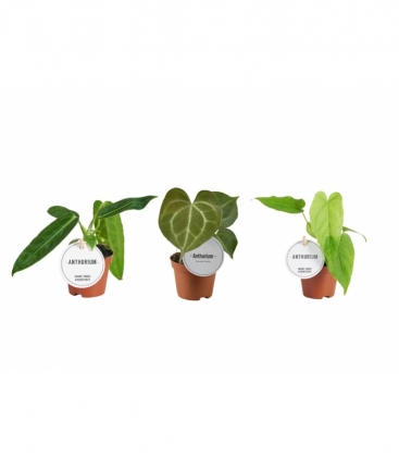 Anthurium