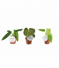 Anthurium