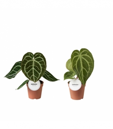 Anthurium